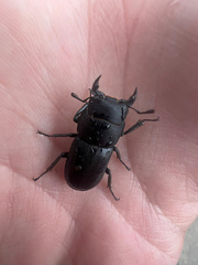 Dorcus parallelipipedus