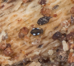 Sminthurinus quadrimaculatus