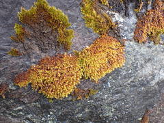 Schistidium papillosum