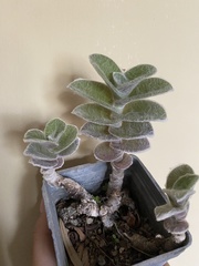 Tradescantia sillamontana