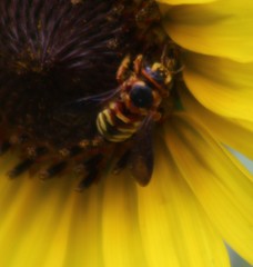 Dianthidium curvatum