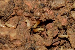 Reticulitermes balkanensis