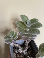 Tradescantia sillamontana