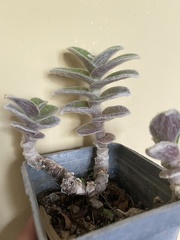 Tradescantia sillamontana