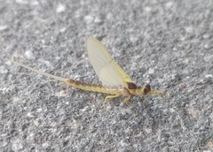 Pentagenia vittigera