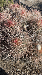 Homalocephala polycephala