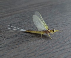 Pentagenia vittigera