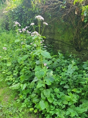 Valeriana pyrenaica