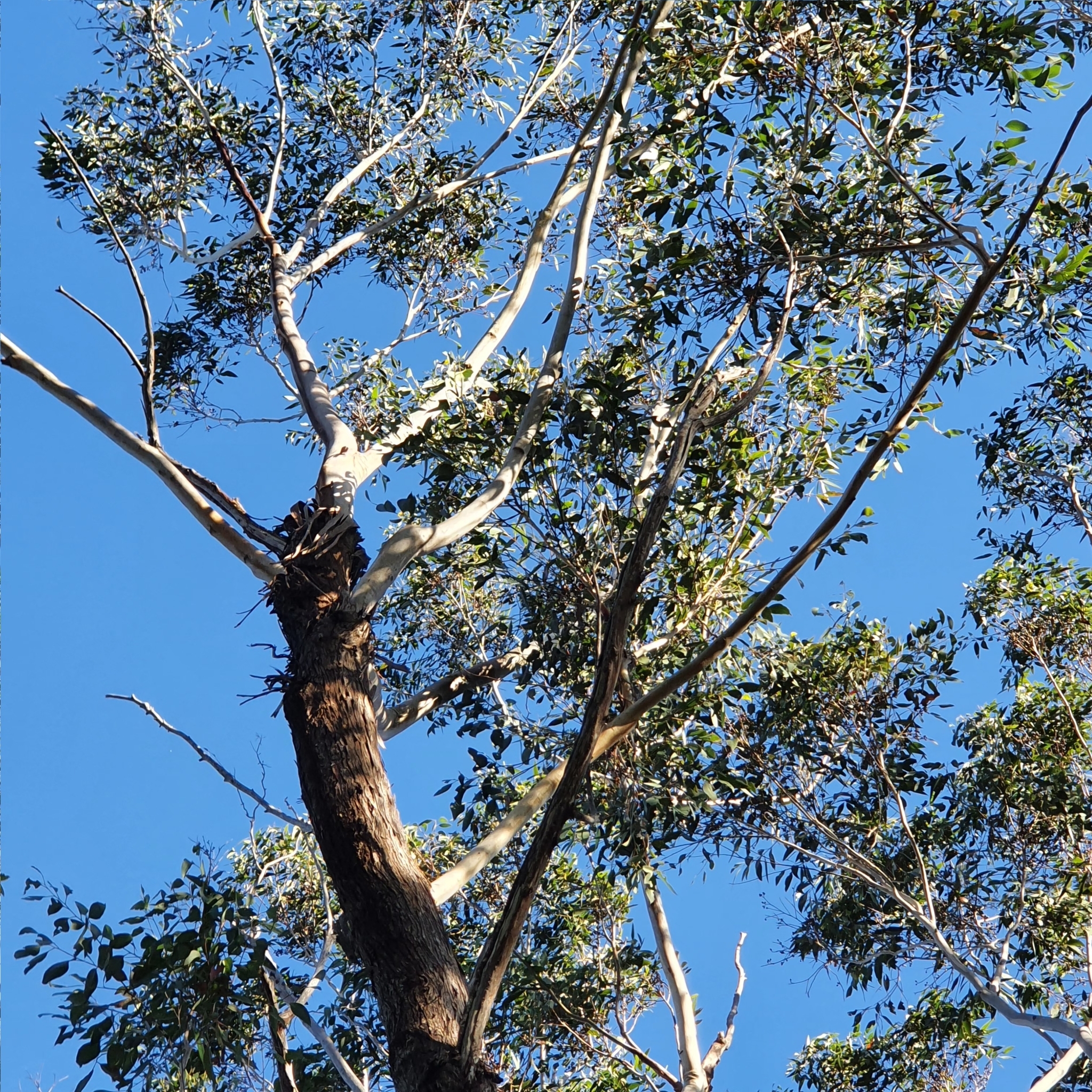 Eucalyptus piperita
