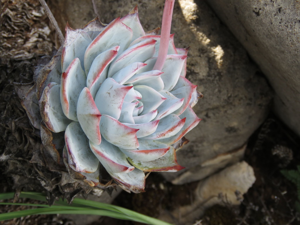 Echeveria desmetiana