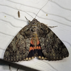 Catocala umbrosa