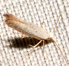 Argyresthia subreticulata