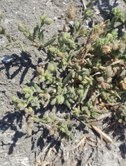 Spergularia macrotheca