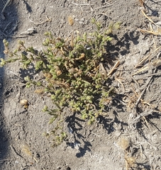 Spergularia macrotheca
