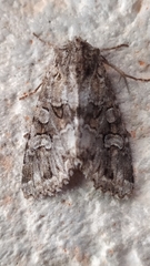 Pachetra sagittigera