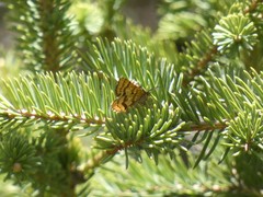 Epelis truncataria