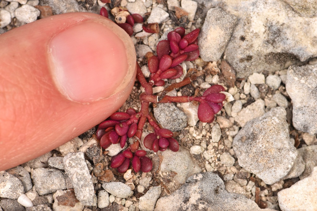 Tiny purslane