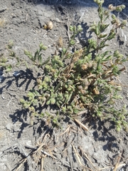 Spergularia macrotheca