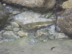 Salmo trutta fario