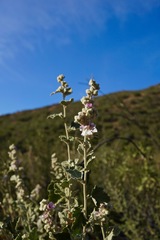 Malacothamnus helleri