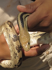 Pituophis lineaticollis