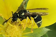 Eumeninae