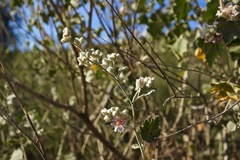 Malacothamnus helleri