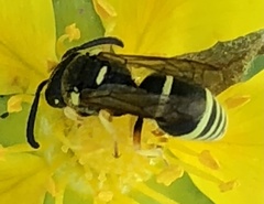 Eumeninae