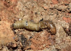 Symphyoiulus impartitus