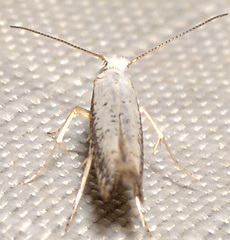 Argyresthia subreticulata