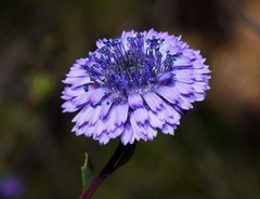Globularia alypum