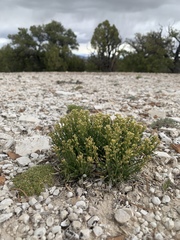 Lepidium barnebyanum