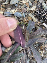 Hieracium bolanderi
