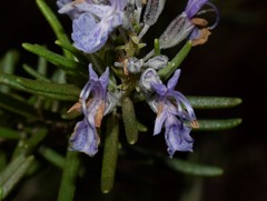Salvia rosmarinus