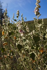 Malacothamnus helleri