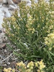 Lepidium barnebyanum