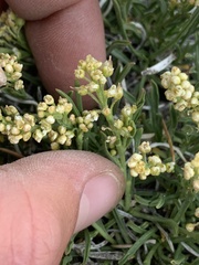 Lepidium barnebyanum