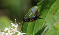 Chalcosyrphus vecors