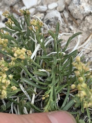 Lepidium barnebyanum