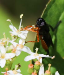 Chalcosyrphus vecors