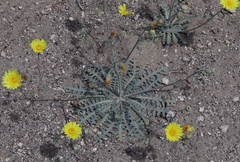 Malacothrix sonchoides