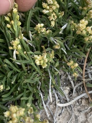Lepidium barnebyanum