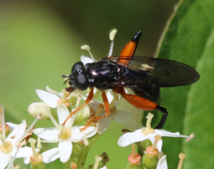 Chalcosyrphus vecors