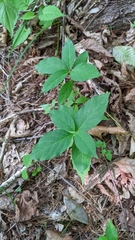 Asclepias quadrifolia