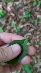 Asclepias quadrifolia