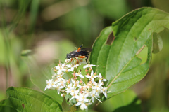 Chalcosyrphus vecors