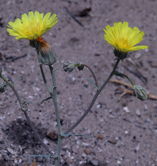 Malacothrix sonchoides