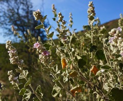 Malacothamnus helleri