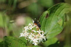 Chalcosyrphus vecors