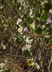 Malacothamnus helleri